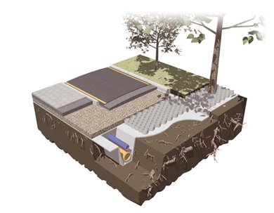 TYPAR geocell pevents damage to tree roots by spreading downward forces laterally