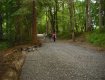 Gravel path using geocell to protect tree roots