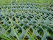 Grass Protection Mesh from TYPAR