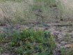 Natural vegetation growing through the plastic grass reinforcement mesh from TYPAR